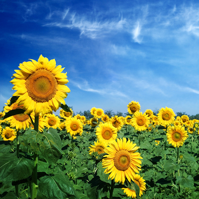 sunflowers in a field